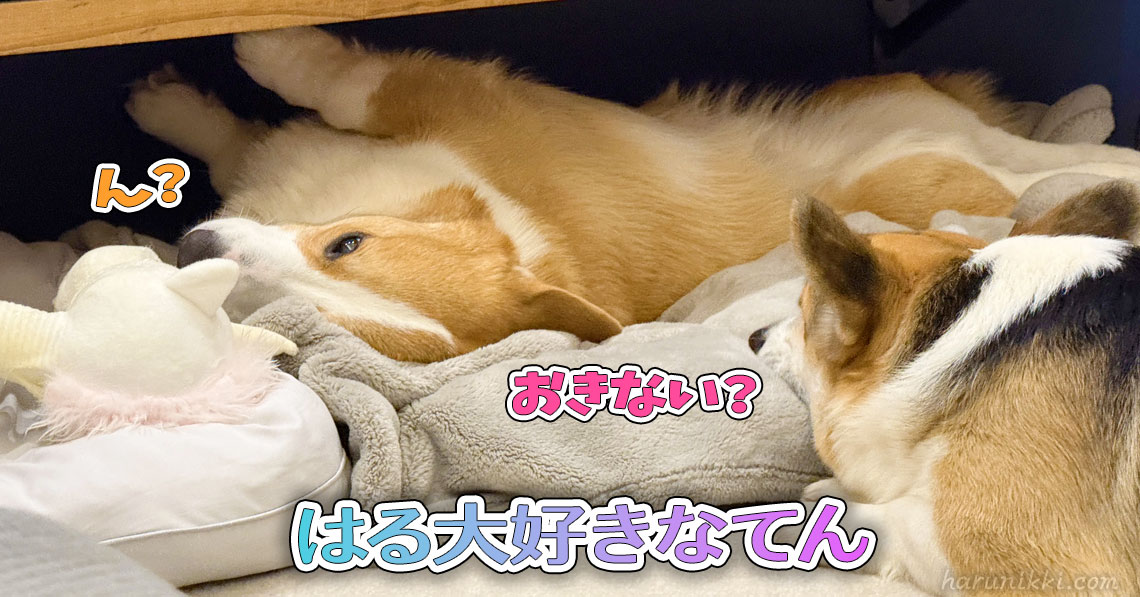 はる大好きなてん