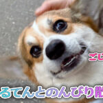 はるてんとのんびり散歩