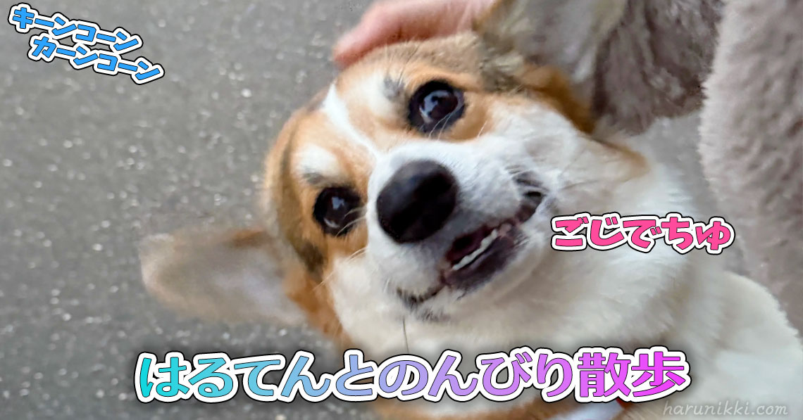 はるてんとのんびり散歩