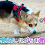 宝物探しながらお散歩