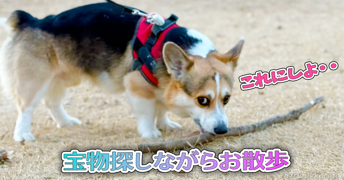 宝物探しながらお散歩