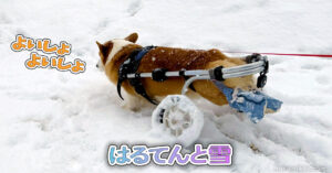 はるてんと雪