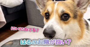 はるのお隣が良い？