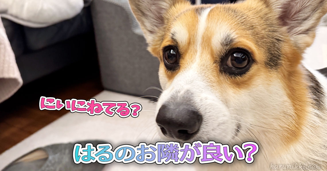 はるのお隣が良い？