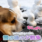 雪の後の夕散歩