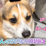 てんの文句の原因は・・