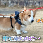 車で来たのに・・