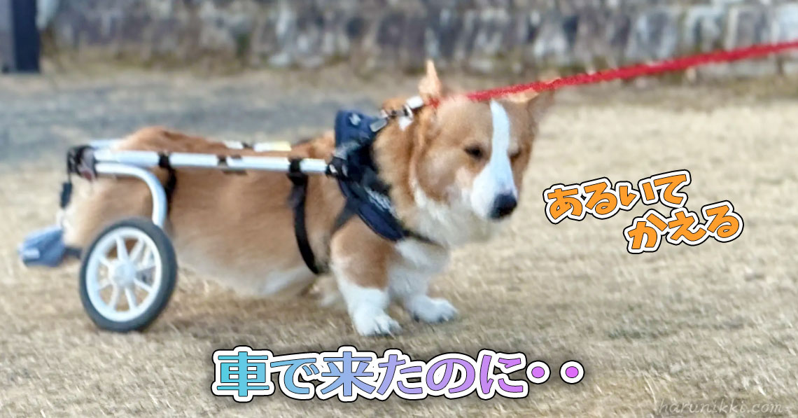 車で来たのに・・