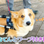 はるてんとワープ付き散歩