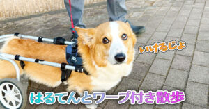 はるてんとワープ付き散歩