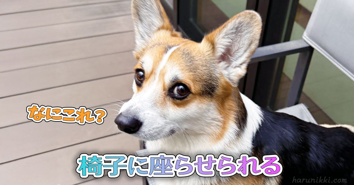 椅子に座らせられる