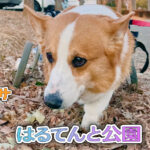 はるてんと公園