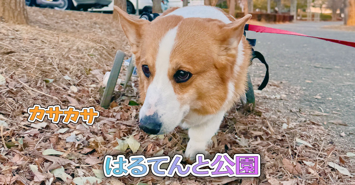 はるてんと公園