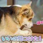 いいの見つけた！