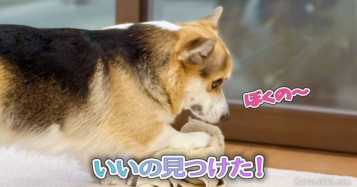 いいの見つけた！