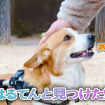 はるてんと見つけた雪