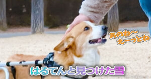 はるてんと見つけた雪