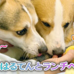 はるてんとランチへ