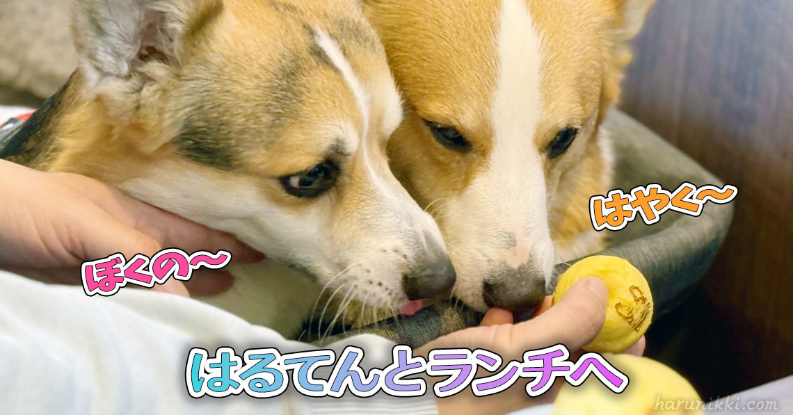 はるてんとランチへ