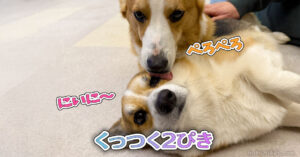 くっつく2ぴき