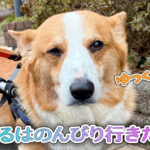 はるはのんびり行きたい