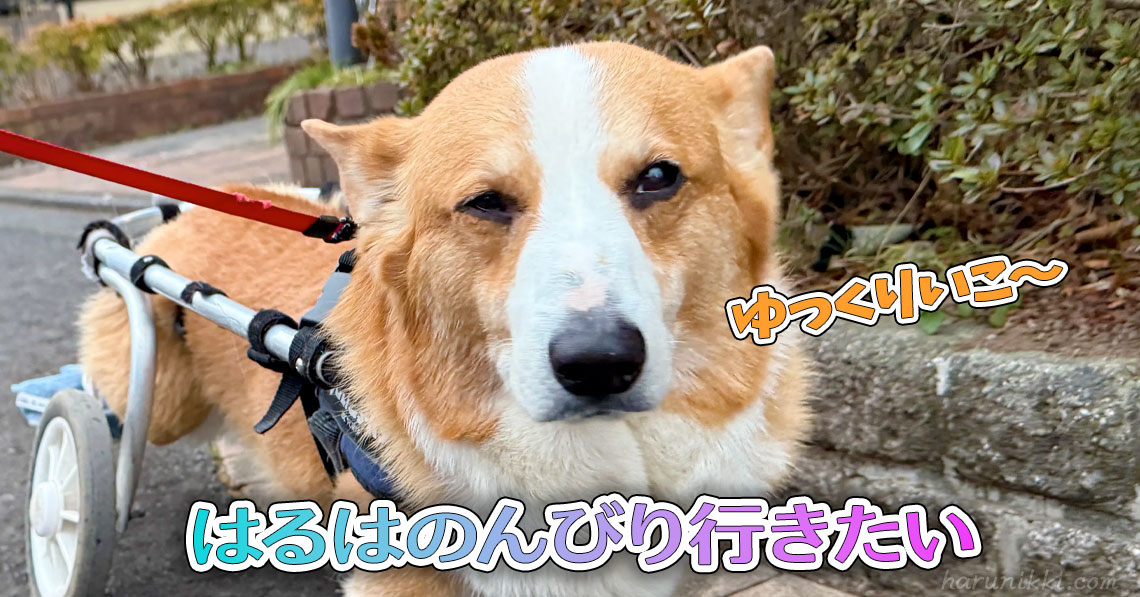 はるはのんびり行きたい