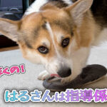 はるさんは指導係