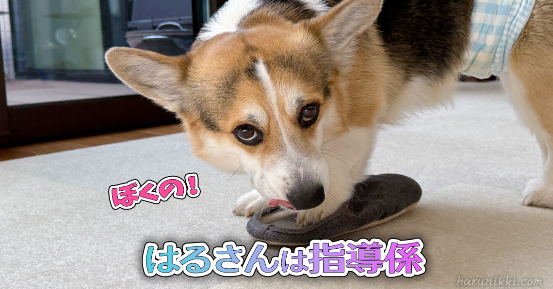 はるさんは指導係