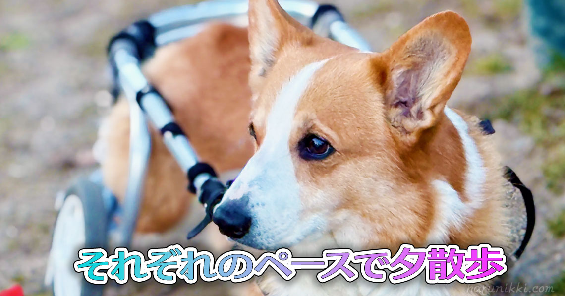 それぞれのペースで夕散歩