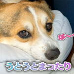 うとうとまったり