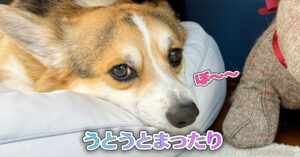 うとうとまったり