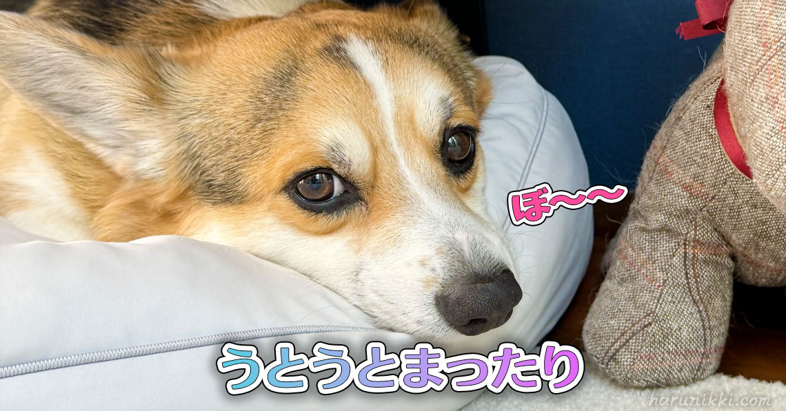 うとうとまったり