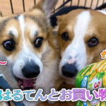 はるてんとお買い物