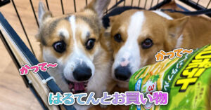 はるてんとお買い物