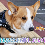 はるはお茶したい？