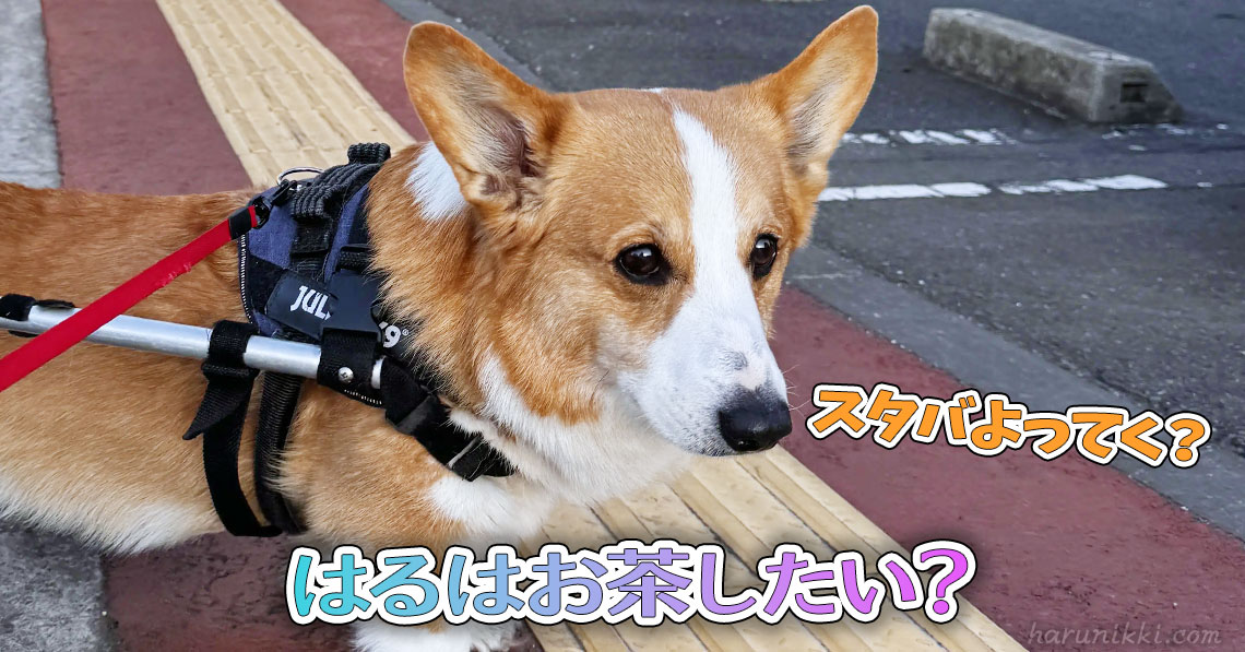 はるはお茶したい？