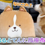 はるとてんに長座布団