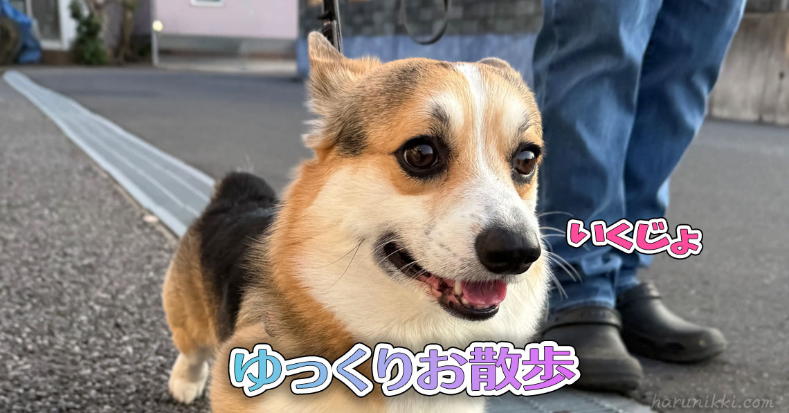 ゆっくりお散歩