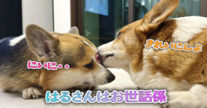 はるさんはお世話係