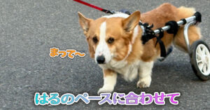はるのペースに合わせて