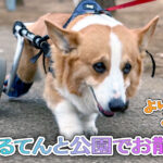 はるてんと公園でお散歩