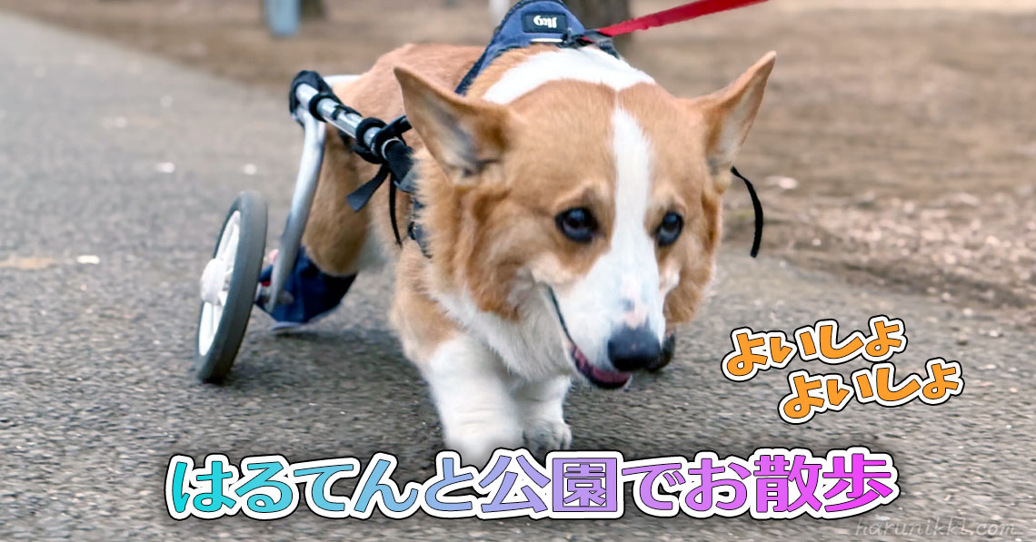 はるてんと公園でお散歩