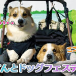 はるてんとドッグフェスティバル