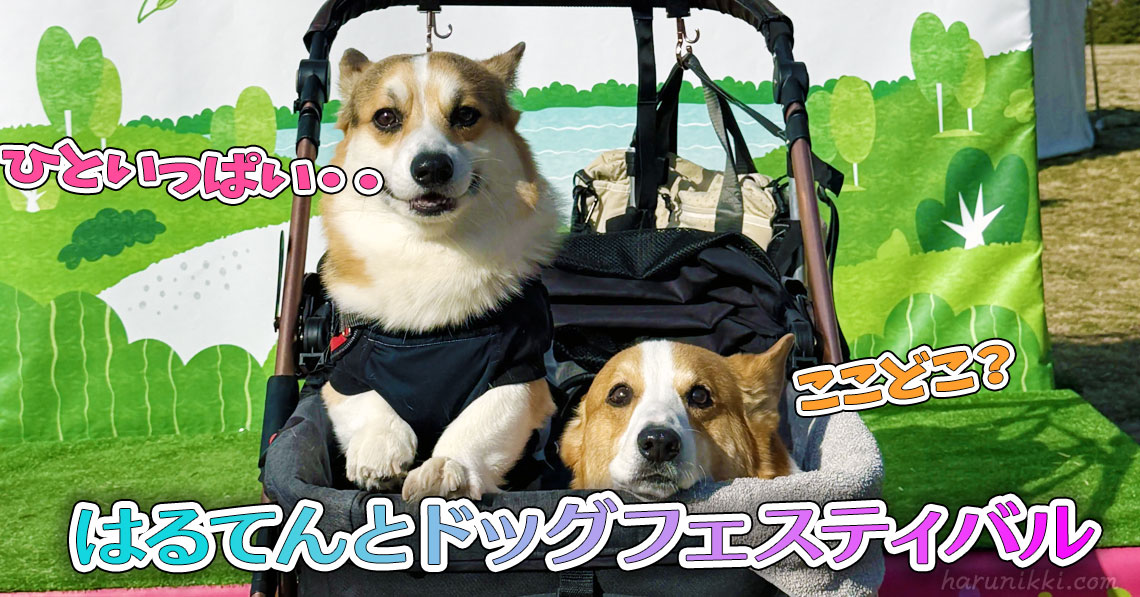 はるてんとドッグフェスティバル