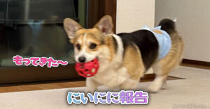 にいにに報告