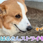 はるさんストライキ