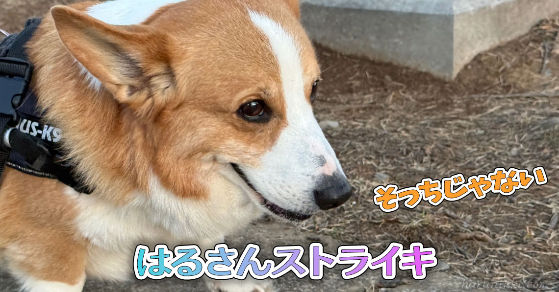 はるさんストライキ