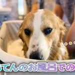 はるてんのお風呂での様子