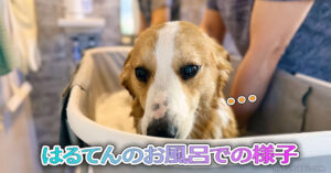 はるてんのお風呂での様子