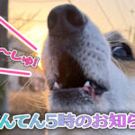 てんてん5時のお知らせ